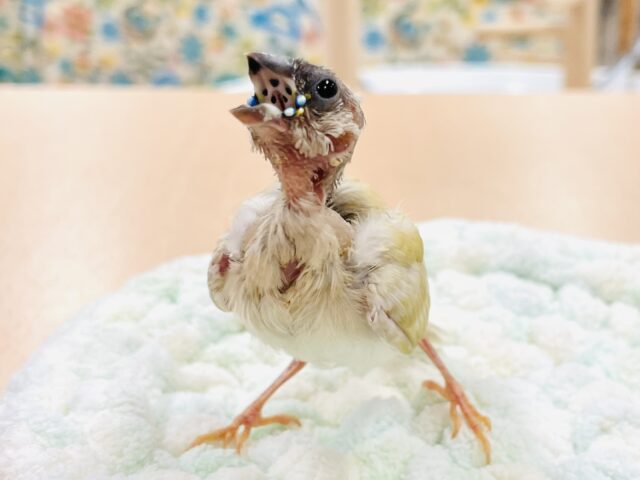 【最新画像】キラキラ✨️神秘的なダイヤモンド💎✨️コキンチョウ(イエロー)ヒナ コキンチョウ