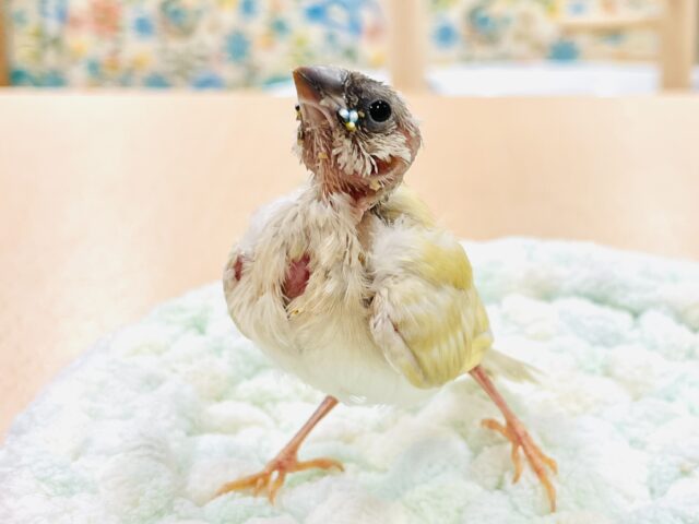 【最新画像】キラキラ✨️神秘的なダイヤモンド💎✨️コキンチョウ(イエロー)ヒナ コキンチョウ