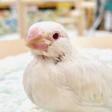 【最新画像】宝石のような赤いおめめが美しすぎます❤️シルバーイノ文鳥（ヒナ）