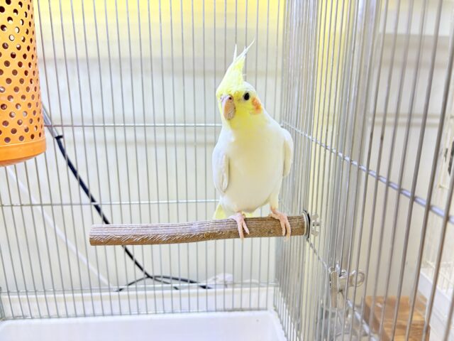 【最新画像】オレンジほっぺのラブリーオカメちゃん🧡オカメインコ(ルチノー) オカメインコ