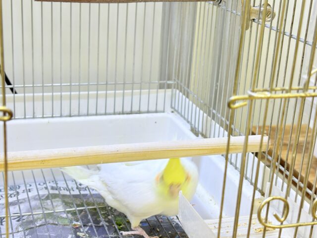 【最新画像】オレンジほっぺのラブリーオカメちゃん🧡オカメインコ(ルチノー) オカメインコ