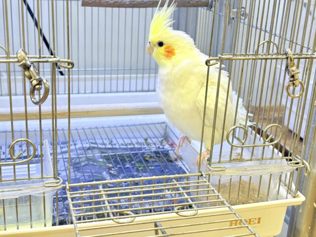 【最新画像】オレンジほっぺのラブリーオカメちゃん🧡オカメインコ(ルチノー) オカメインコ