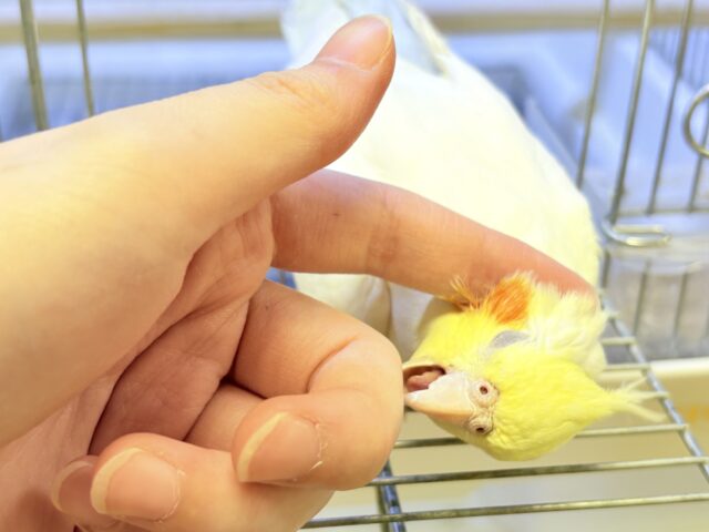 【最新画像】オレンジほっぺのラブリーオカメちゃん🧡オカメインコ(ルチノー) オカメインコ