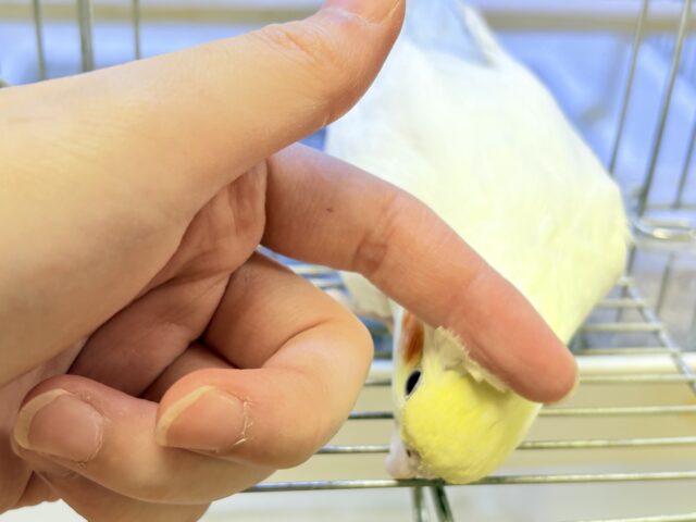 【最新画像】オレンジほっぺのラブリーオカメちゃん🧡オカメインコ(ルチノー) オカメインコ