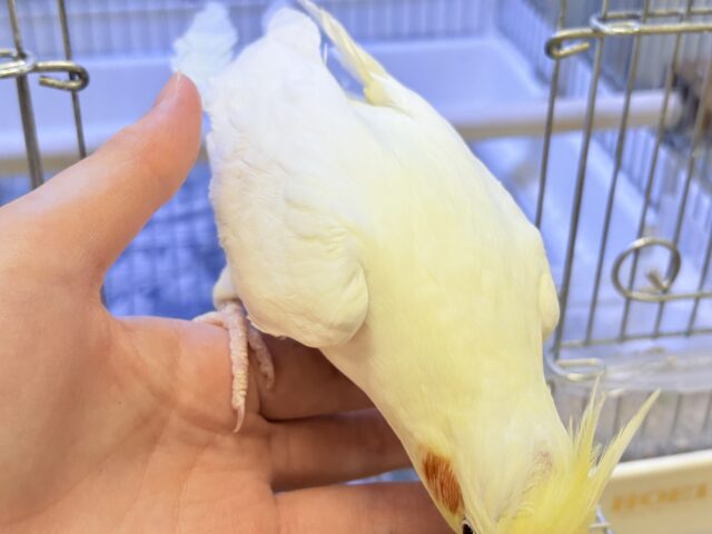 【最新画像】オレンジほっぺのラブリーオカメちゃん🧡オカメインコ(ルチノー) オカメインコ