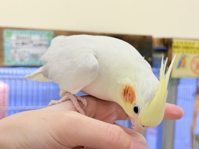 【最新画像】オレンジほっぺのラブリーオカメちゃん🧡オカメインコ(ルチノー) オカメインコ