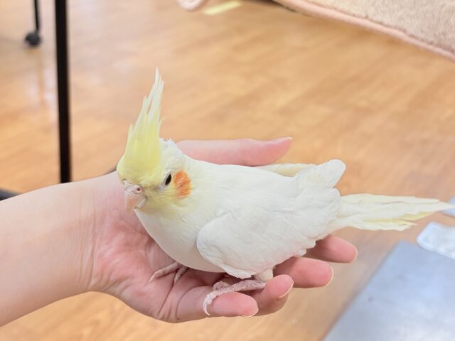 【最新画像】オレンジほっぺのラブリーオカメちゃん🧡オカメインコ(ルチノー) オカメインコ