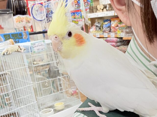 【最新画像】オレンジほっぺのラブリーオカメちゃん🧡オカメインコ(ルチノー) オカメインコ