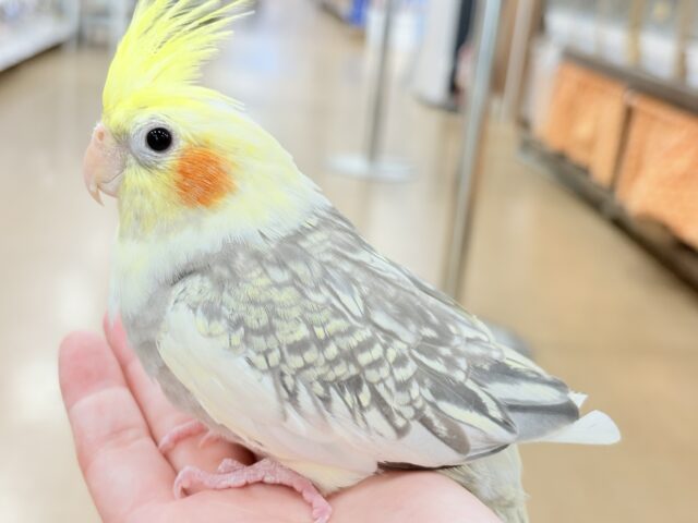 オカメインコ