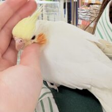 【最新画像】オレンジほっぺのラブリーオカメちゃん🧡オカメインコ（ルチノー）