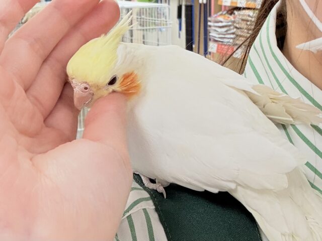 【最新画像】オレンジほっぺのラブリーオカメちゃん🧡オカメインコ(ルチノー) オカメインコ