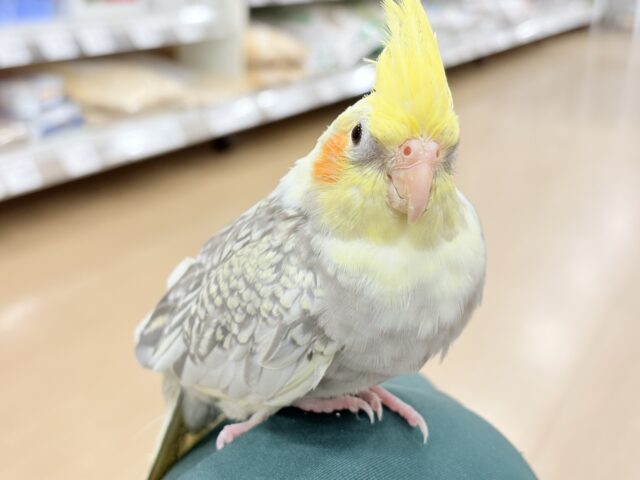 オカメインコ