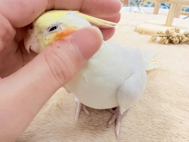 【最新画像】オレンジほっぺのラブリーオカメちゃん🧡オカメインコ(ルチノー) オカメインコ