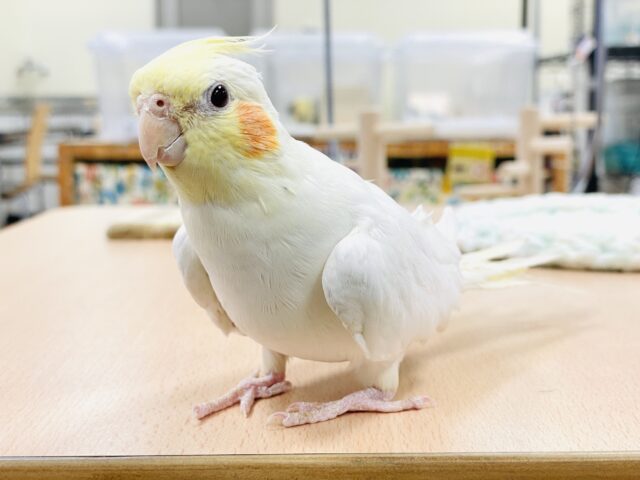 【最新画像】オレンジほっぺのラブリーオカメちゃん🧡オカメインコ(ルチノー) オカメインコ