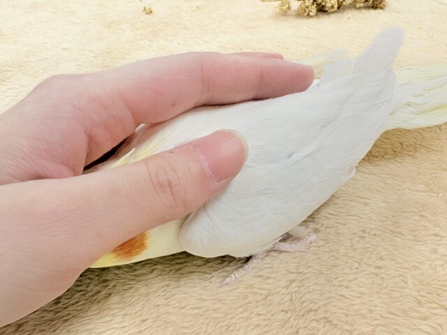 【最新画像】オレンジほっぺのラブリーオカメちゃん🧡オカメインコ(ルチノー) オカメインコ