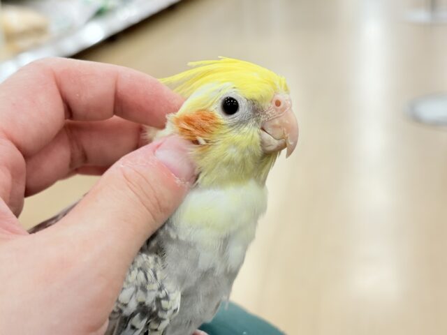 オカメインコ