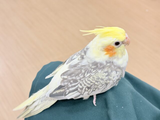 オカメインコ