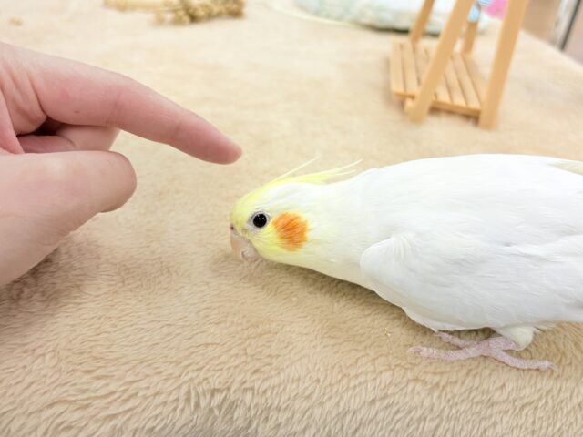 【最新画像】オレンジほっぺのラブリーオカメちゃん🧡オカメインコ(ルチノー) オカメインコ