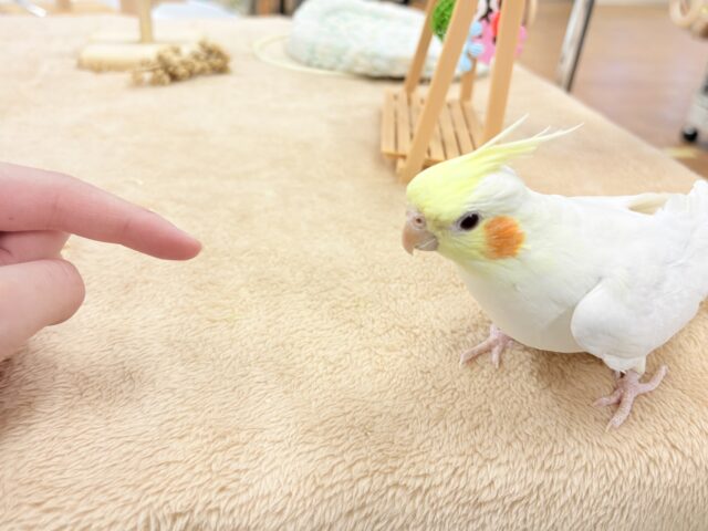 【最新画像】オレンジほっぺのラブリーオカメちゃん🧡オカメインコ(ルチノー) オカメインコ