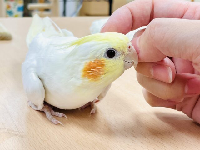 【最新画像】オレンジほっぺのラブリーオカメちゃん🧡オカメインコ(ルチノー) オカメインコ
