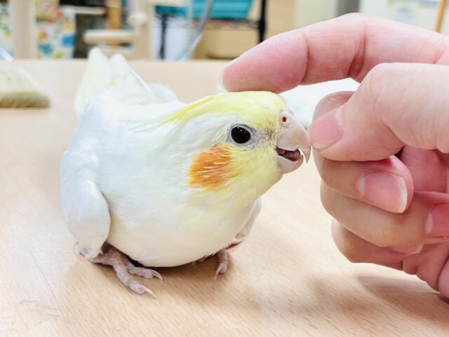 【最新画像】オレンジほっぺのラブリーオカメちゃん🧡オカメインコ(ルチノー) オカメインコ