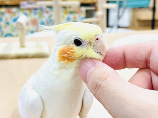 【最新画像】オレンジほっぺのラブリーオカメちゃん🧡オカメインコ(ルチノー) オカメインコ