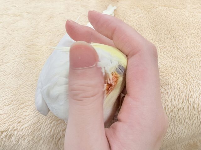 【最新画像】オレンジほっぺのラブリーオカメちゃん🧡オカメインコ(ルチノー) オカメインコ