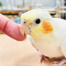 【最新画像】オレンジほっぺのラブリーオカメちゃん🧡オカメインコ（ルチノー）
