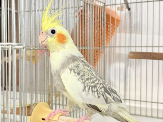 オカメインコ