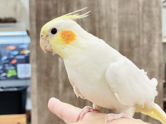 【最新画像】オレンジほっぺのラブリーオカメちゃん🧡オカメインコ(ルチノー) オカメインコ