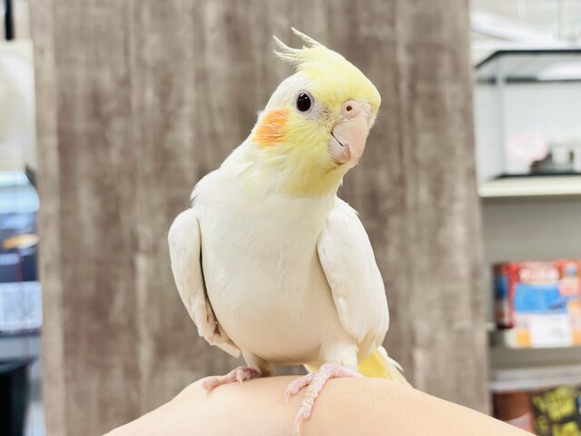 【最新画像】オレンジほっぺのラブリーオカメちゃん🧡オカメインコ(ルチノー) オカメインコ