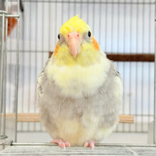 もこぉ♡もっふりちゃん~♩♩オカメインコ(パールパイド)