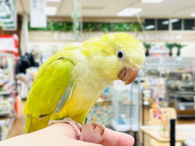 オキナインコ