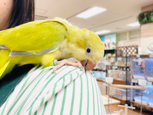 オキナインコ