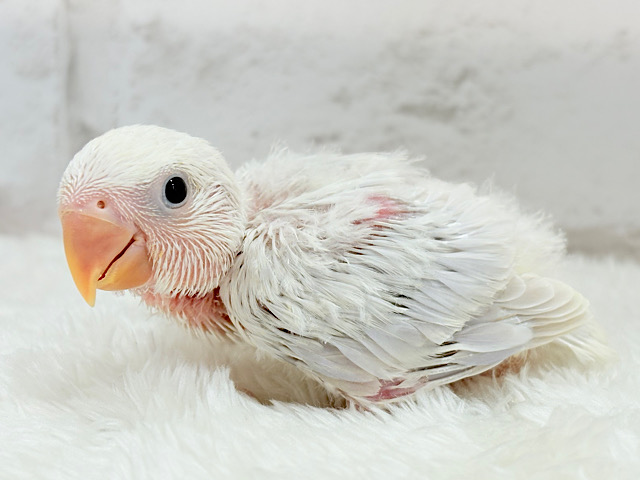 淡々🫧どうなるどうなる？楽しみだ🐣💖コザクラインコ(パリドオパーリンバイオレット) ヒナ