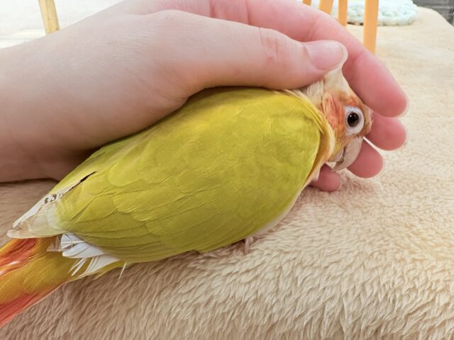 【最新画像】表情豊かで癒される🫧ホオミドリウロコインコ(サンチーク) ホオミドリウロコインコ