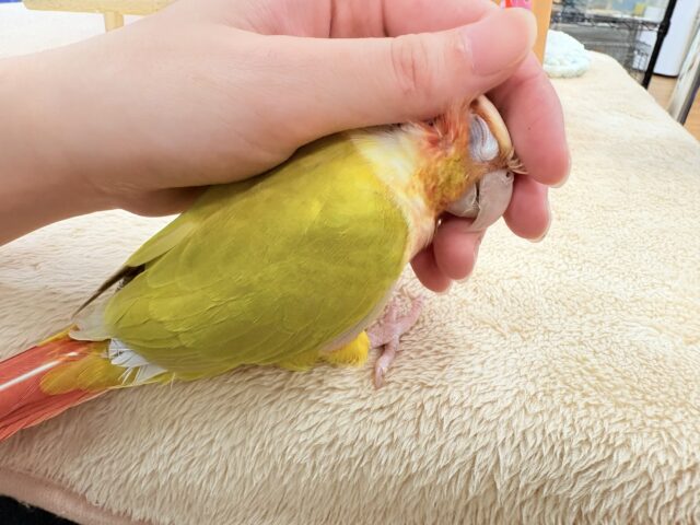 【最新画像】表情豊かで癒される🫧ホオミドリウロコインコ(サンチーク) ホオミドリウロコインコ