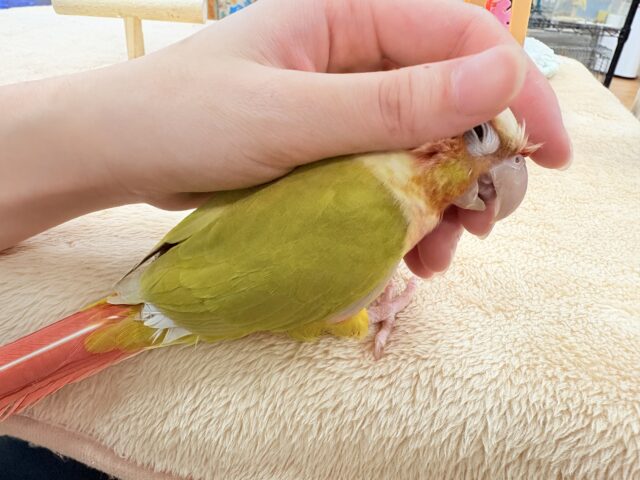 【最新画像】表情豊かで癒される🫧ホオミドリウロコインコ(サンチーク) ホオミドリウロコインコ