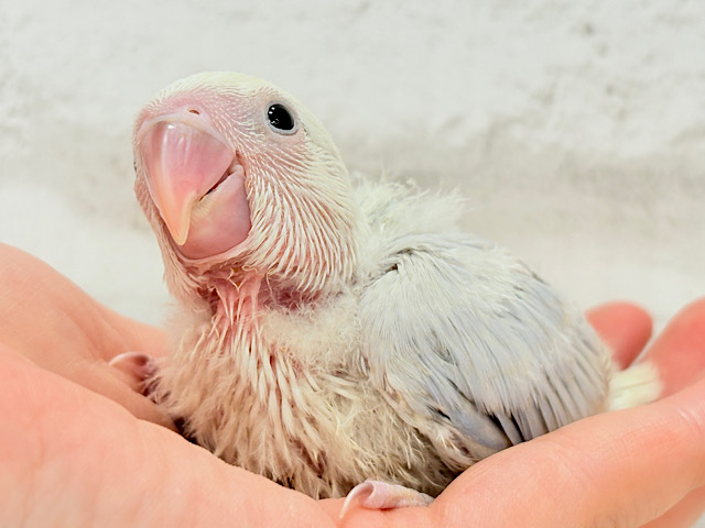 柔らかいパープル🫧コザクラインコ(パリドオパーリンバイオレット) ヒナ