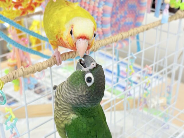 【最新画像更新🪄】可愛すぎてる…♥ウロコインコ(ノーマル) ホオミドリウロコインコ
