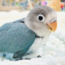 【最新画像】いっぱい眠って大きくなるよ💙ブルーボタンインコ（ヒナ）