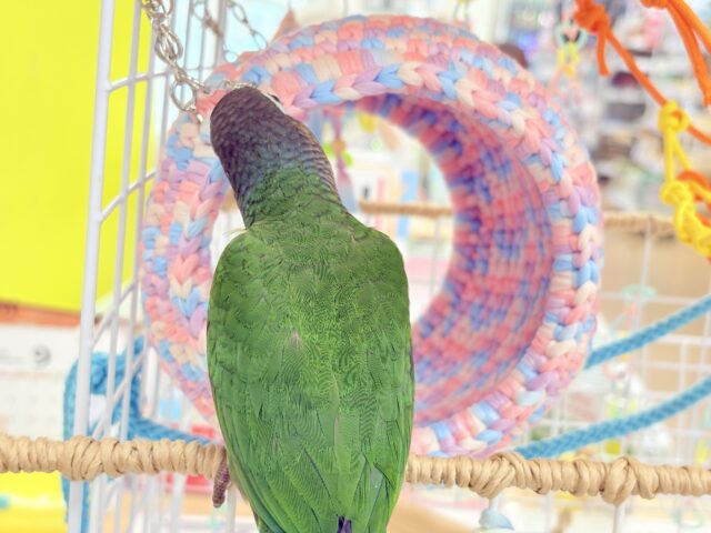 ホオミドリウロコインコ