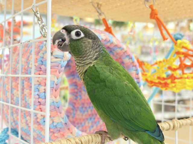 最新画像更新🪄】可愛すぎてる…♥ウロコインコ(ノーマル)