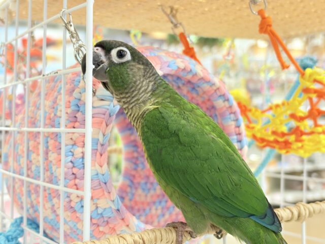 【最新画像更新🪄】可愛すぎてる…♥ウロコインコ(ノーマル) ホオミドリウロコインコ