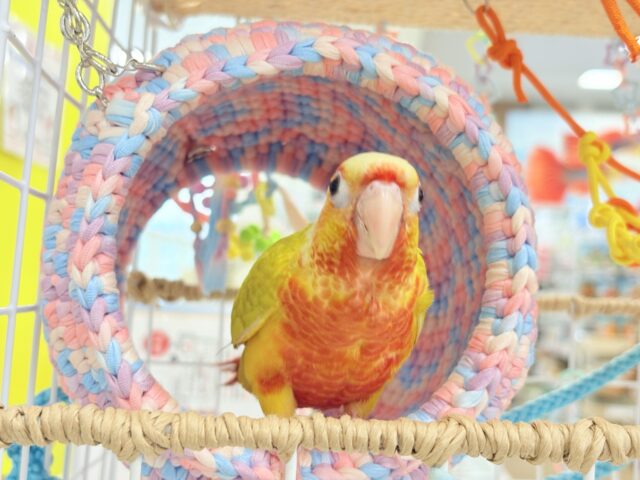 ホオミドリウロコインコ