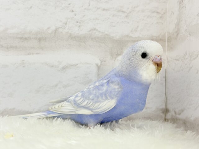 【最新画像更新🪄】バブみ強め🐣🍼童顔フェイス♡セキセイインコ(スパングル) ヒナ セキセイインコ