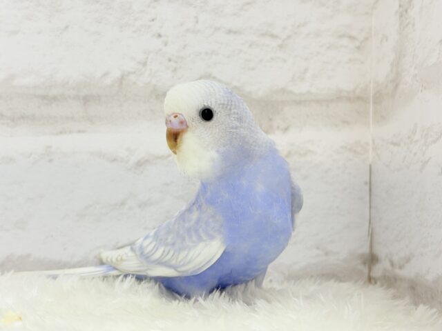 【最新画像更新🪄】バブみ強め🐣🍼童顔フェイス♡セキセイインコ(スパングル) ヒナ セキセイインコ