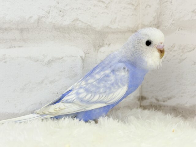 【最新画像更新🪄】バブみ強め🐣🍼童顔フェイス♡セキセイインコ(スパングル) ヒナ セキセイインコ