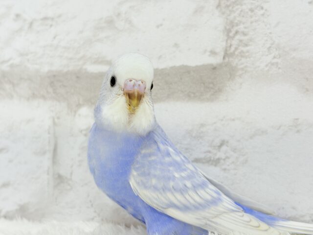 【最新画像更新🪄】バブみ強め🐣🍼童顔フェイス♡セキセイインコ(スパングル) ヒナ セキセイインコ