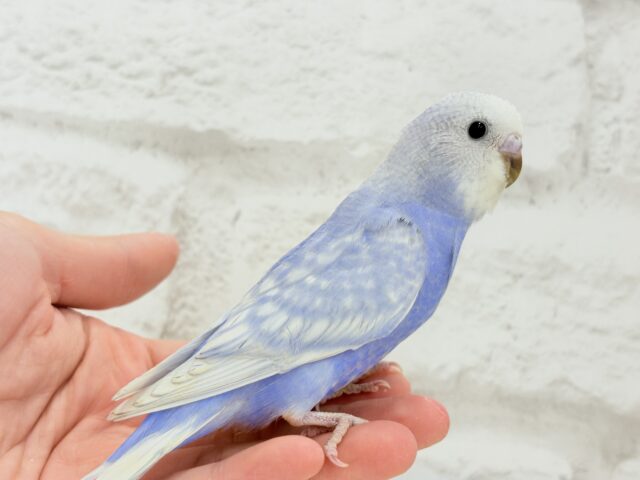 【最新画像更新🪄】バブみ強め🐣🍼童顔フェイス♡セキセイインコ(スパングル) ヒナ セキセイインコ